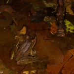 1998 Bolivian White-lipped Frog (Leptodactylus bolivianus)