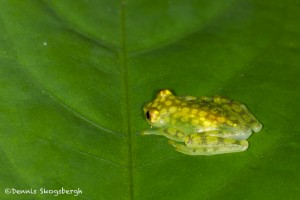 2001 Reticulated Glass Frog (Hyalinobatrachium valerioi)