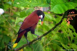 2003 Montezuma Oropendola (Psarocolius montequma)