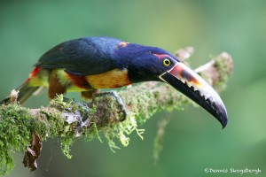 2004 Collared Aracari (Pteroglossus torquatu)