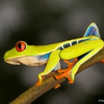 2004 Red-eyed Green Tree Frog (Agalychnis callidryas)