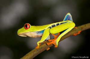 2004 Red-eyed Green Tree Frog (Agalychnis callidryas)