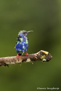 2006 Immature Male Red-legged Honeycreeper (Cyanerpes cyaneus)