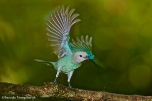 2009 Blue-gray Tanager (Thraupis episcopus)