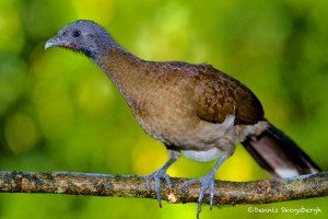 2012 Gray-headed Chachalaca (Ortaus cinereiceps)