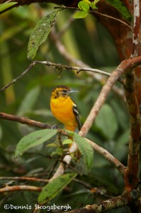 2013 Immature Baltimore Oriole (Icterus galbula)