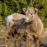 2013 Juvenile Big Horn Sheep, Jasper National Park, Alberta, Canada
