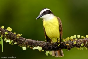 2014 Great Kiskadee (Pitangus sulphyratus)