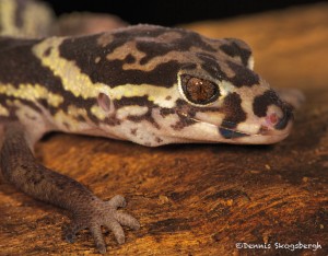 2018 Central American Banded Gecko (Coleonyx Mitratus), Arenal Oasis Lodge, Costa Rica