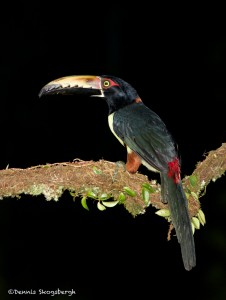 2027 Collared Aracari (Pteroglossus torquatu)