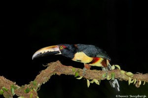 2028 Collared Aracari (Pteroglossus torquatu)