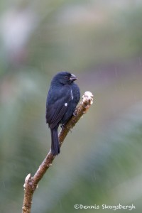 2036 White-shouldered Tanager (Tachyphonos luctusus)