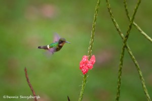 2042 Black-crested Coquette (Lephornis helenae)