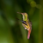 2045 Rufous-tailed Hummingbird (Amazilia tzacatl)