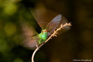 2047 Rufous-tailed Hummingbird (Amazilia tzacatl)