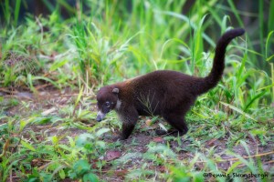 2050 White-nosed Coati (Nasua narica)