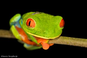 2051 Red-eyed Green Tree Frog (Agalychnis callidryas)