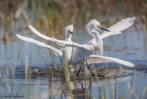 2072 Turf Wars, Snowy Egrets (Egretta thula)