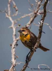 2073 Female Yellow-headed Blackbird (Xanthocephalus xanthocephalus)