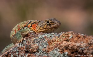 2074 Common Collared Lizard Crotaphytus collaris)