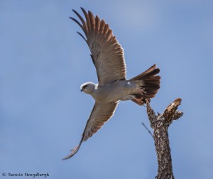 2075 Mississippi Kite (Ictinia mississippiensis)