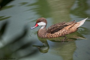 2077 White-cheeked Pintail (Anas bahamensis)