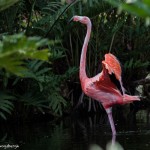 2078 Flamingo (Phoenicopterus ruber)
