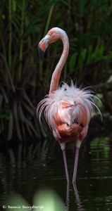 2079 Flamingo (Phoenicopterus ruber)