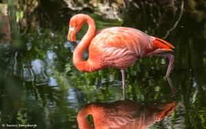 2080 Flamingo (Phoenicopterus ruber)
