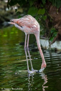 2081 Flamingo (Phoenicopterus ruber)