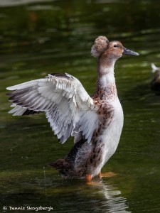 2083 Crested Duck