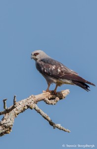 2087 Mississippi Kite (Ictinia mississippiensis)