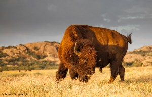 2088 Buffalo