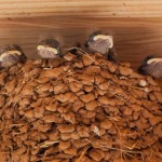 2092 Barn Swallow Chicks