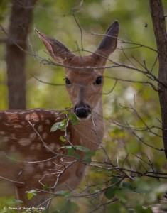 2096 White Tail Deer