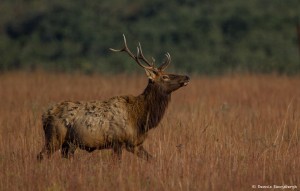 2103 Bull Elk