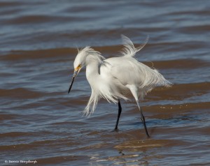 2114 Snowy Egret (Egretta thula)