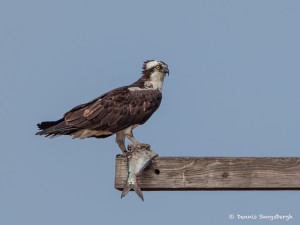 2117 Osprey (Pandion haliaetus)