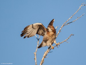 2119 Red-tailed Hawk