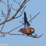 2121 Eastern Bluebird (Sialia sialis)
