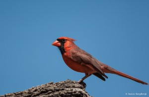 2124 Male Northern Cardinal (Cardinalis cardinalis)