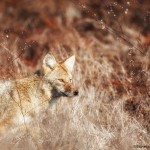 2146 Coyote (Canis latrans)