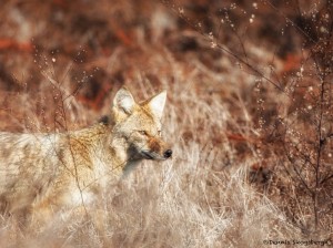 2146 Coyote (Canis latrans)