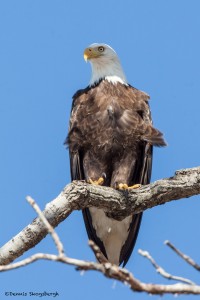 2151 Bald Eagle