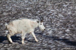 2172 Young Mountain Goat (Oreamnos americanus)