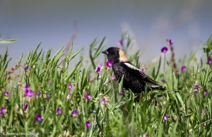 2176 Bobolink (Dolichonyx oryzicorus)