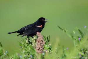 2178 Red-winged Blackbird (Agelaius phoeniceus)