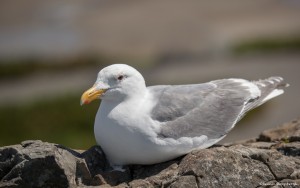 2180 Herring Gull (Larus argentatus)