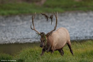 2187 Bull Elk, Rut