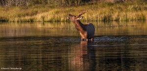 2187 Bull Elk, Sunrise